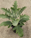4" Kalanchoe Silver Strand